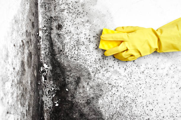 Best DIY Mold Remediation Support Services in Oxford, MS