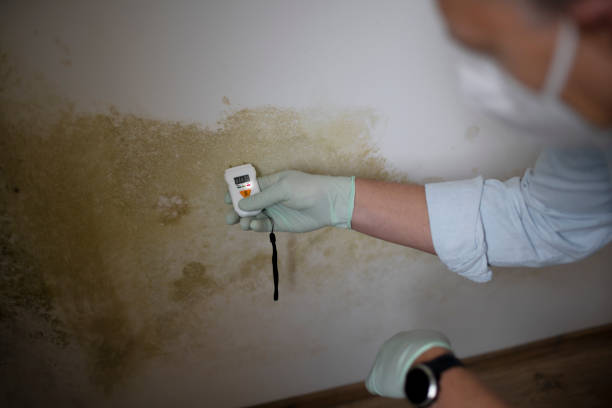 Best Mold Remediation for Specific Building Types in Oxford, MS